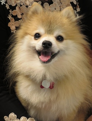 2017(H29)-9-23 トライアル前夜 (2)