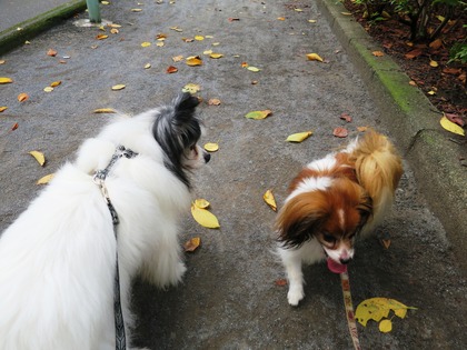 2014(H26)-9-25 ロビンだって筋トレ (19)