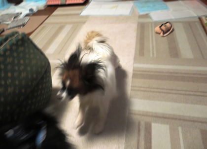 2017(H29)-11-16 ������ֱ�ư�� (10)