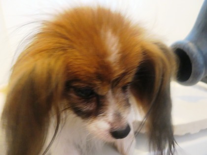 2014(H26)-7-17 �����ס� (6)