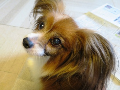 2014(H26)-10-9 �����ס��夬�� (5)