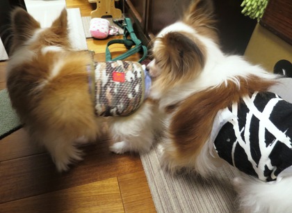 2019(H31)-3-7 歩夢 vs スフィン (4)