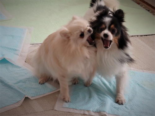 2021(R3)-3-14 トムとミルチャとルナハルと (3)