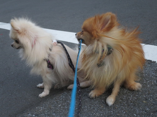 2020-11-11 お外でソット下ろしてみた (2)