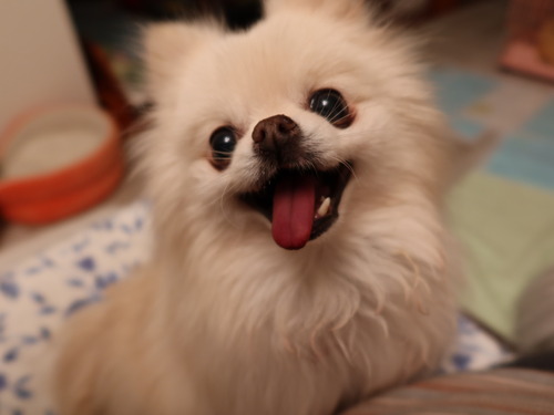 2021(R3)-3-17 �ѥԥݥ�5�ͽ� (7)