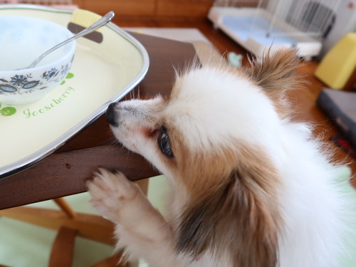 2021(R3)-5-6 ボニーも仲間入り (10)