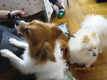 2018(H30)-6-9 ¼¡À¤Âå¤Î³èư»²²Ã¡¦¿ùÊÂÂè¶å¾®³Ø¹» (3)