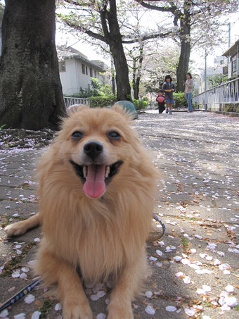 桜 20