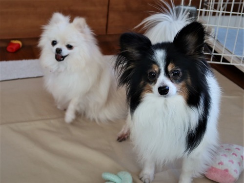 2021(R3)-3-16 ミルキーとトムの遊び (7)