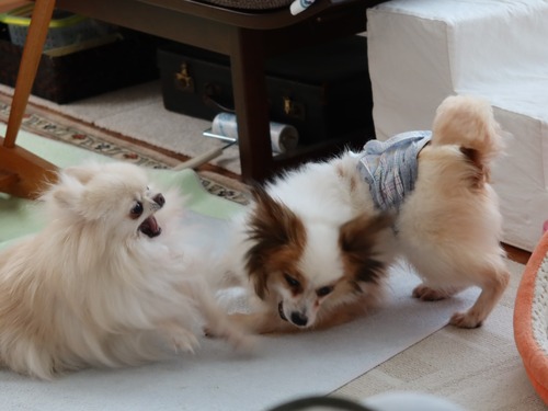 2021(R3)-5-7 ミルキー vs ボニーのワンプロ (3)