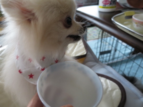 2020(R2)-11-24 ミルチャの食事事情 (1)