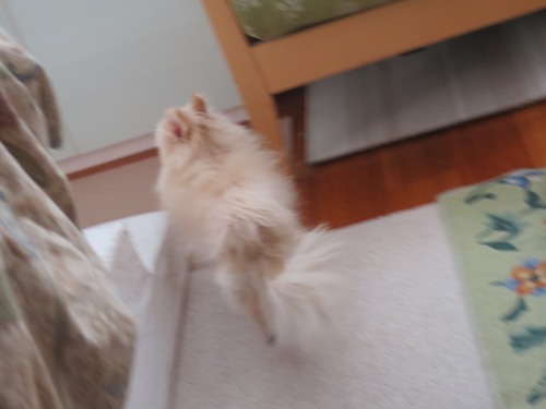 2020(R2)-3-18 ご飯時はバタバタ (2)