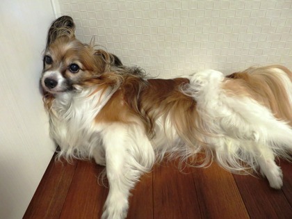 2014(H26)-11 梅雨のマッタリ (4)