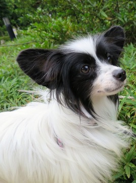 2015(H27)-8-25 ¥Ñ¡¼¥·¥â¥ó»Ô̱¥µ¥¤¥È (33)