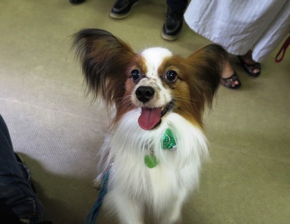 2016(H28)-7-16 ��17��Τ�Ʋ���� (4)