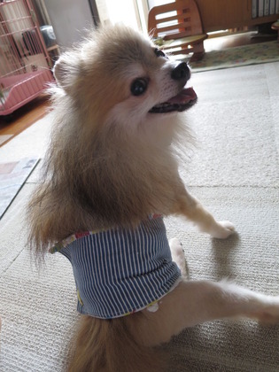 2017(H29)-8-13 ¥³¥í¥ó¤È¥Þ¥° (2)