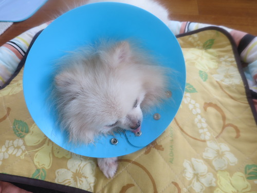 2020(R2)-9-19 ÈòÇ¥¼ê½Ñ¸å¤Î¥ß¥ë¥¡¼ (3)