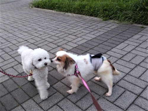 2021(R3)-5-4 ��̱�����ѥ��ˤ� (5)