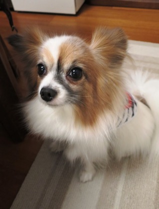 2018(H30)-12-24 ディアが生まれ変わった日 (16)