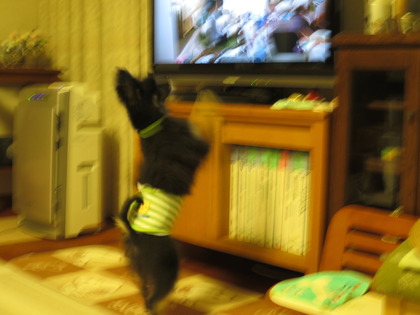 2017(H29)-10-15 ֤󹥤 (10)