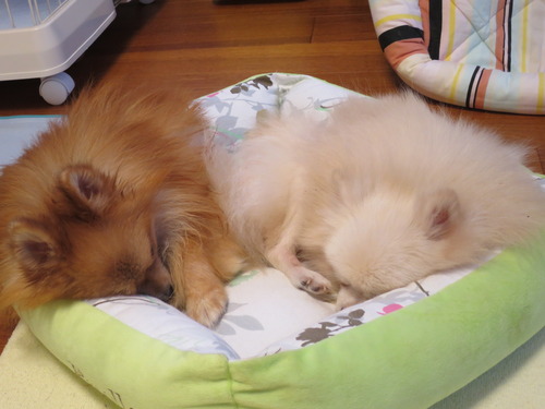 2020(R2)-10-19 寝ても覚めても (1)