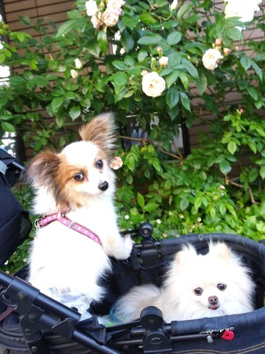 2021(R3)-5-8 バラの朝 (3)