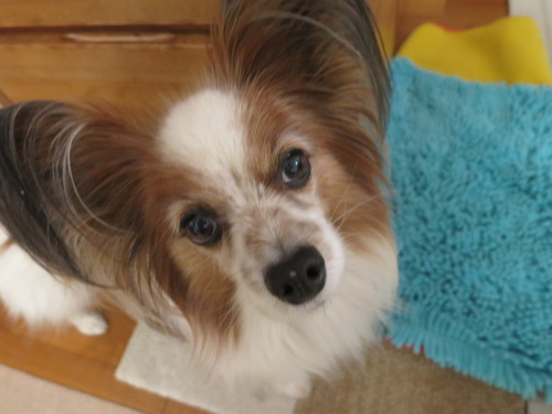 �ƥ���Τ������Υ�ʥϥ����̴ 2019(R1)-12-24 (1)