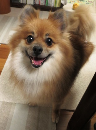 2018(H30)-12-24 ディアが生まれ変わった日 (18)