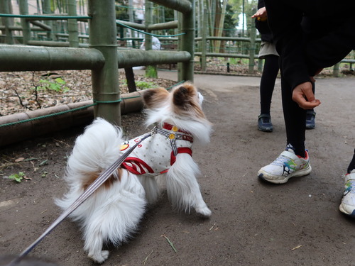 2020(R3)-3-9 すずめのお宿へ (15)