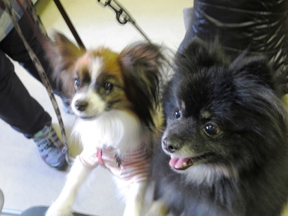 2018(H30)-3-17 第38回里親会巣鴨 (34)