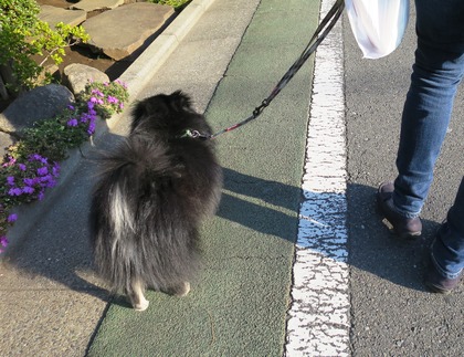 2018(H30)-3-12 春が来てるね! (3)