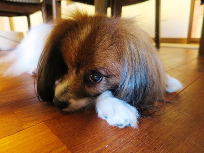 2014(H26)-11 梅雨のマッタリ (2)