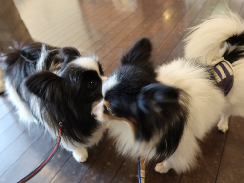 2021(R3)-3-14 トムのお見合い (13)