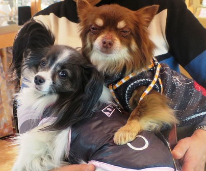 2015(H27)-2-14 �����Τ�Ʋ�θ�� (14)