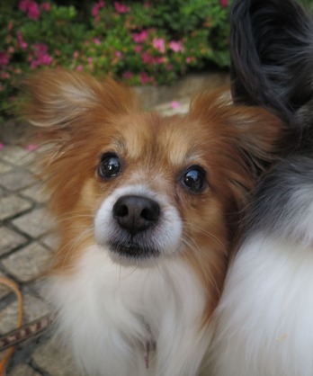 2018(H30)-5-24 ¼«Í³¤¬µÖ¥Ù¥Ë¥¹¤Ø (8)