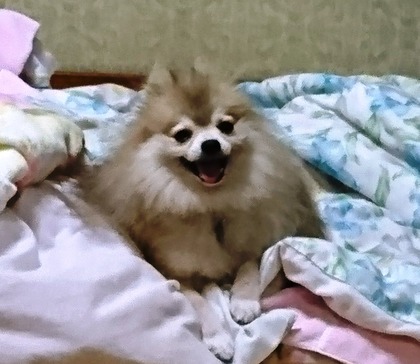 2017(H29)-9-24 トライアル初日のマグ