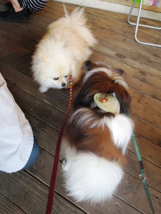 2019(R1)-5-18 第56回里親会 巣鴨 (19)