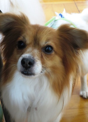 2018(H30)-6-9 ¼¡À¤Âå¤Î³èư»²²Ã¡¦¿ùÊÂÂè¶å¾®³Ø¹» (2)