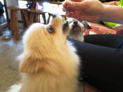 2017(H29)-4-23 �����Τ�Ʋ� (6)