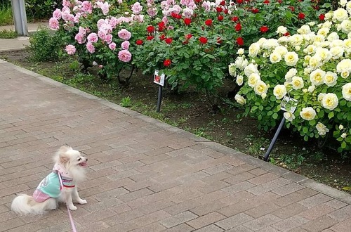 2021(R3)-5-8 ロージィ通信 (1)