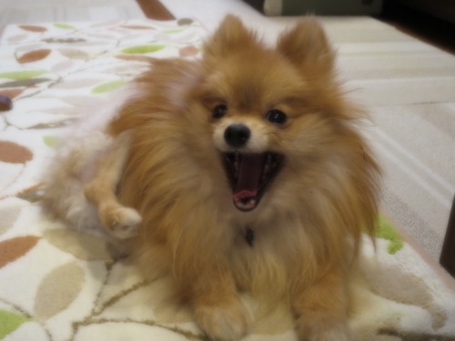 2020(R2)-11-22 仮母の寝室で (7)