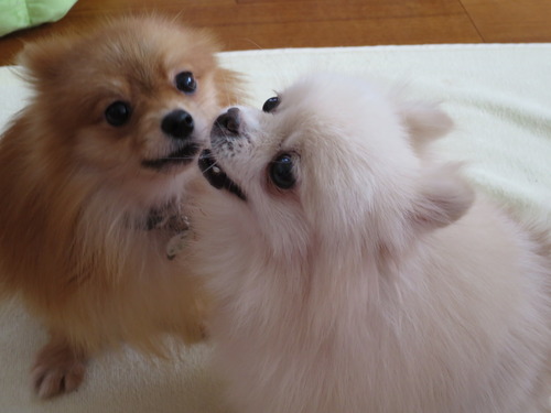 2020(R2)-10-20 今日も大好き❤ (7)