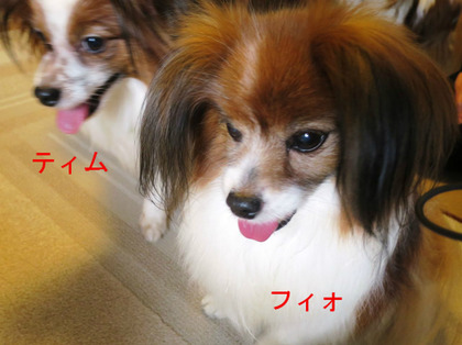 BlogPaint