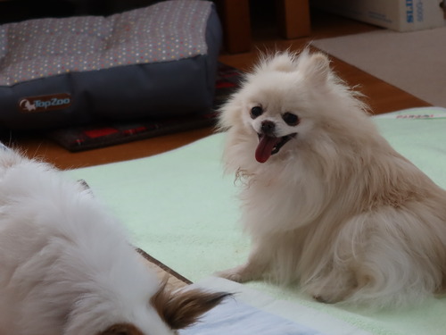 2021(R3)-5-7 ミルキー vs ボニーのワンプロ (1)