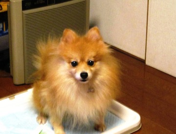 トイレ出来るよ
