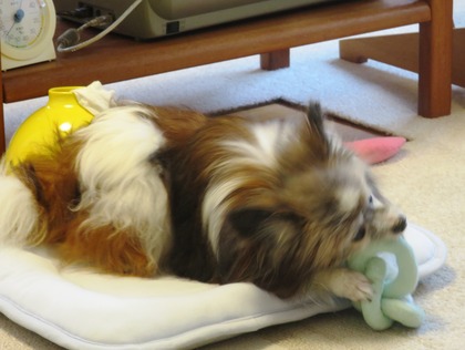 2019(R1)-7-12 ͳ²ÃΤ¤µ¤ó¤ÈÍ·¤Ö (24)