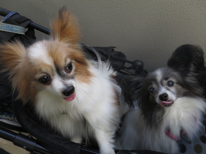 2019-4-28 三頭でお散歩 (6)