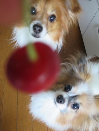 2018(H30)-6-26  (16)