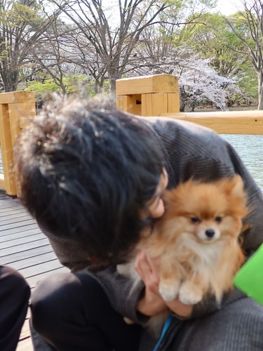 2021-3-26 代々木公園の桜 (1)