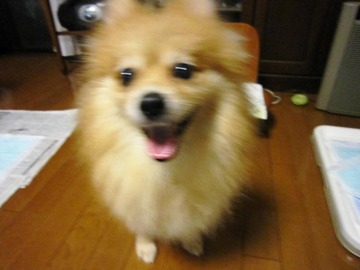 甘えたいの